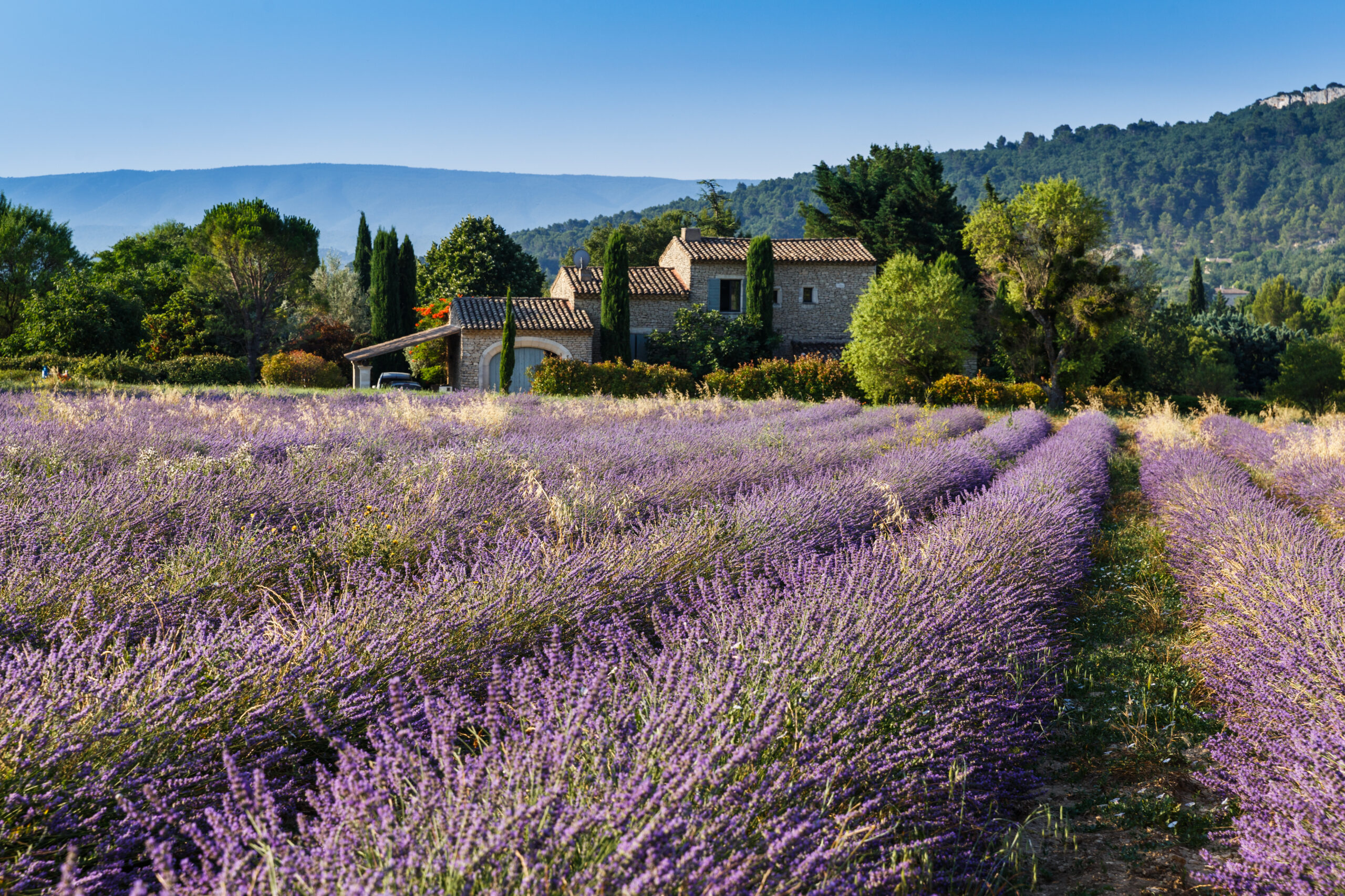 Lavender fields and stone house in provence