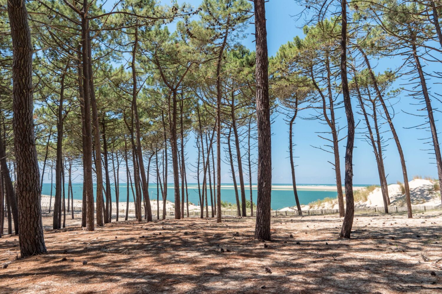 Pinède dans le bassin d'Arcachon